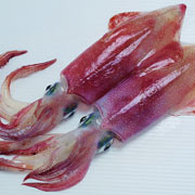 魷魚(yú)