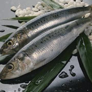 多春魚(yú)