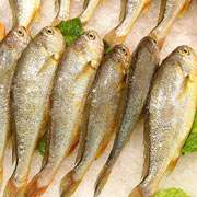 黃魚(yú)