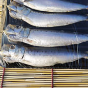 沙丁魚(yú)