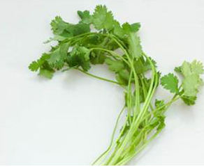 食用香菜營(yíng)養(yǎng)高 應(yīng)知宜忌