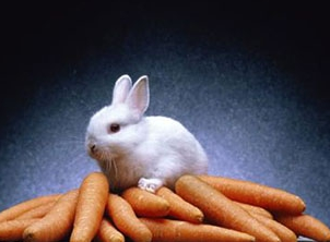 三大滋補(bǔ)的冬季食物 不能不吃的冬季滋補(bǔ)食物