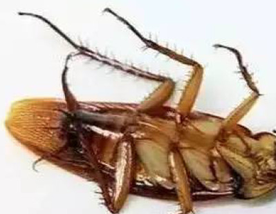 教你這5個(gè)妙招 家里再也見不到蟑螂