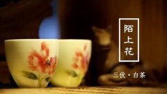 陌上花三伏白茶做法視頻