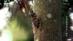 舌尖上的中國(guó) 第二季：時(shí)節(jié)