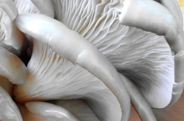 怎么處理平菇做菜才好吃 正確處理平菇的方法