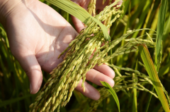 海水稻的前景怎么樣 海水稻生產(chǎn)的積極意義