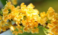 秋天吃桂花有什么好處 桂花什么季節(jié)開(kāi)花