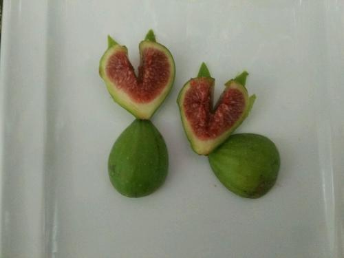 無(wú)花果小浣熊