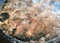 清火降燥 | 茶樹(shù)菇老鴨湯的做法步驟3