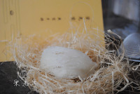 蔓越莓桃膠燉燕窩的做法步驟1