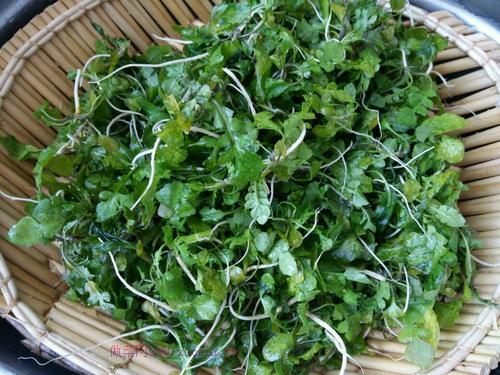 薺菜肉餃子餡的做法