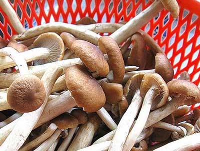 鮮茶樹菇怎么洗干凈，而且菇傘不易碎掉