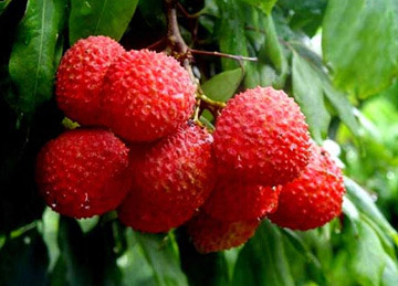 新鮮荔枝怎么保存 荔枝保存方法大全