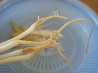 涼拌自發(fā)綠豆芽的做法步驟9