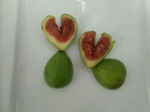 無(wú)花果小浣熊