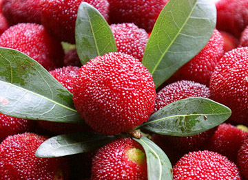 新鮮楊梅怎么保存 楊梅保存方法詳解