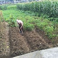 家鄉(xiāng)味的腌制四季豆的做法圖解12