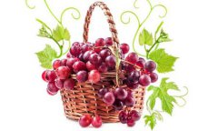 紅提子籽能吃嗎 紅提子籽的功效作用