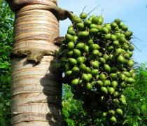 【檳榔的危害】檳榔有什么危害_檳榔有毒嗎