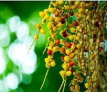 【檳榔的功效與作用】檳榔的營養(yǎng)價值