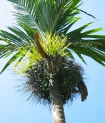 【嚼檳榔胸悶】嚼檳榔胸悶的原因_嚼檳榔胸悶怎么辦_嚼檳榔頭暈