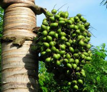 【嚼檳榔頭暈】嚼檳榔頭暈怎么回事_嚼檳榔的危害