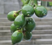 【嚼檳榔出汗】嚼檳榔出汗怎么回事_嚼檳榔出汗怎么辦_嚼檳榔的危害