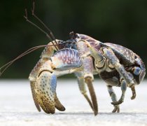 【椰子蟹怎么吃】椰子蟹好吃嗎_椰子蟹的營養(yǎng)價值