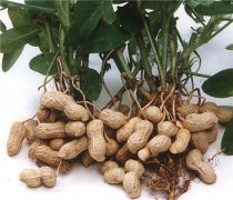 【花生的功效與作用】花生的營(yíng)養(yǎng)價(jià)值