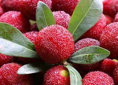 新鮮楊梅怎么保存 楊梅保存方法詳解