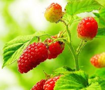 【桑葚的營養(yǎng)價(jià)值】桑葚的功效與作用_桑葚的吃法