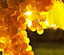 【提子皮怎么剝】提子皮可以吃嗎