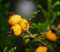 【野刺梨的功效與作用】野刺梨是什么水果_野刺梨的食用方法