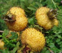 【刺梨的功效與作用】刺梨怎么吃_刺梨的副作用