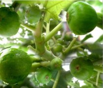 【無花果的藥用價(jià)值】無花果干果的功效與作用_無花果干怎么吃