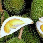 【榴蓮的功效與作用】榴蓮不能和什么一起吃_榴蓮的吃法