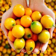 【咸金桔水】咸金桔水的做法_咸金桔水的功效與作用