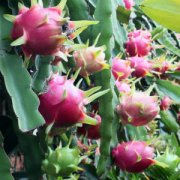 紅心火龍果和白心火龍果的區(qū)別