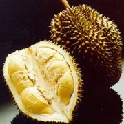 【榴蓮沒(méi)熟怎么辦】榴蓮的功效與作用_榴蓮不能和什么一起吃