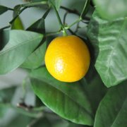 【咸金桔的功效與作用】咸金桔是什么_咸金桔怎么泡水