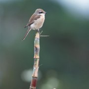 【甘蔗的營養(yǎng)價值】甘蔗的功效_甘蔗的忌宜人群