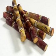 【吃甘蔗會胖嗎】甘蔗的熱量_甘蔗的營養(yǎng)價值