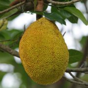 【菠蘿蜜和牛奶】菠蘿蜜可以和牛奶一起吃嗎_菠蘿蜜和牛奶可以一起吃