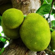 【菠蘿蜜的功效與作用】菠蘿蜜的營養(yǎng)價(jià)值_菠蘿蜜怎么吃