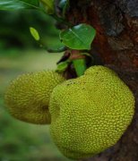 【菠蘿蜜怎么保存】菠蘿蜜的營養(yǎng)價(jià)值_菠蘿蜜的功效