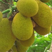 【菠蘿蜜怎么剝】菠蘿蜜的營養(yǎng)價(jià)值_菠蘿蜜的功效