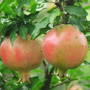 【石榴的功效與作用】石榴上火嗎_石榴的營養(yǎng)價(jià)值