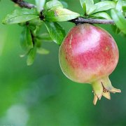 【石榴怎么吃】石榴的功效與作用_石榴怎么剝