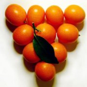 【金桔泡水的功效】金桔泡水的做法_金桔泡水的營養(yǎng)價值